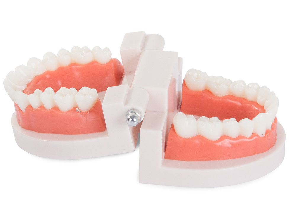 Зъболекарски модел челюст зъби хлопам зъб