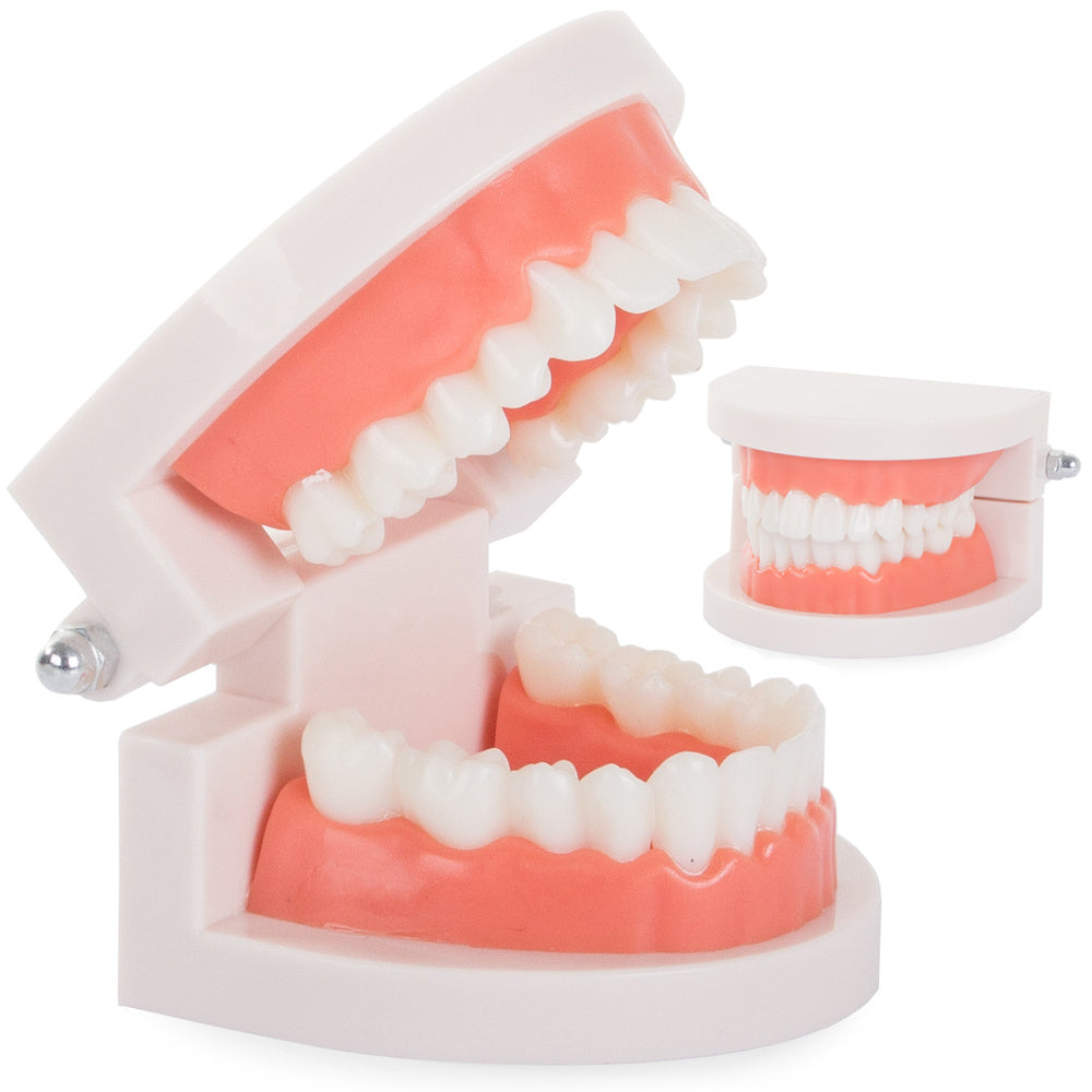 Зъболекарски модел челюст зъби хлопам зъб